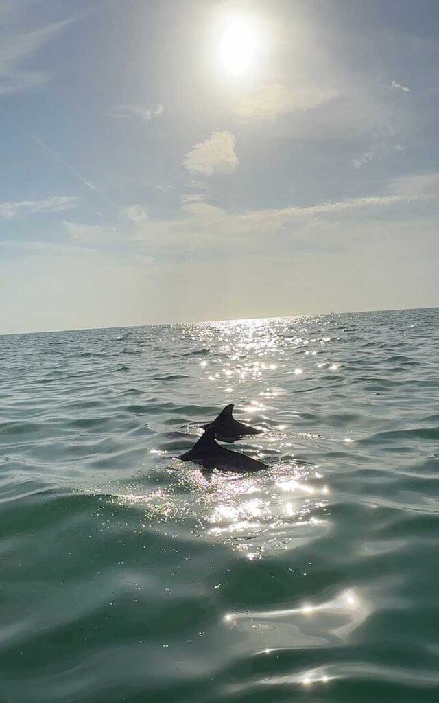 see wild dolphins