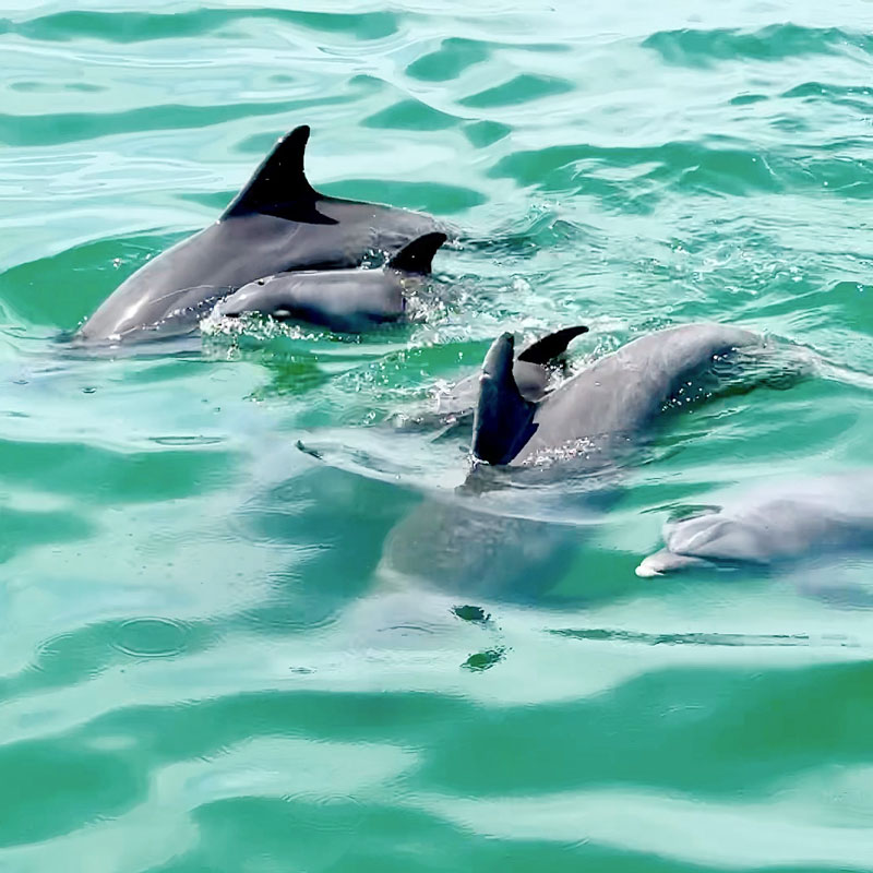 Dolphin kayak tour with Saltwater Adventure Co.