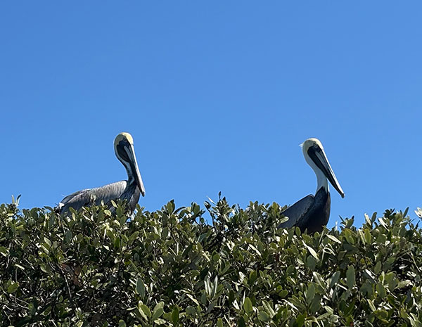 Bird Island Adventure