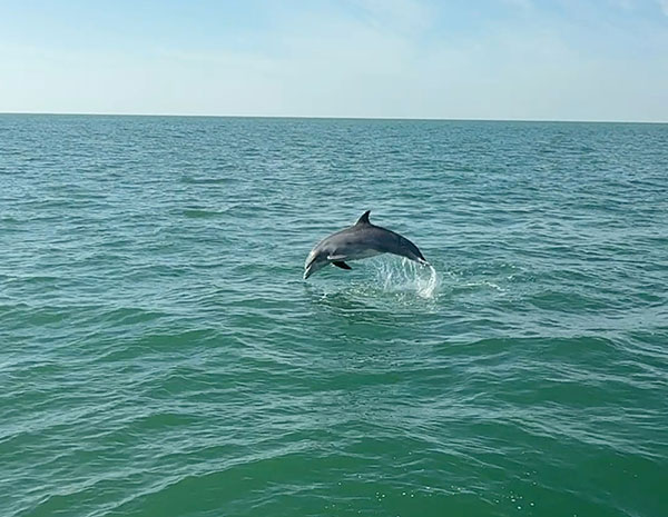 Dolphin kayak tours Clearwater Beach
