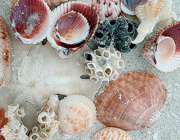 Swimming & Shelling Clearwater Beach